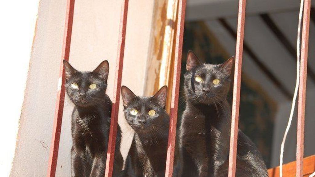 Concursantes Efecto ¡GUAU!... de mascotas