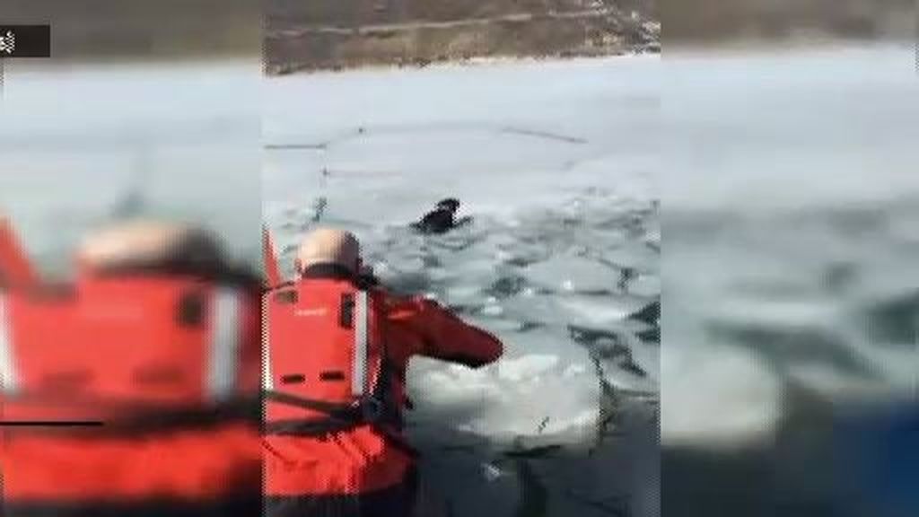 Rescatan a un perro en medio de un lago helado