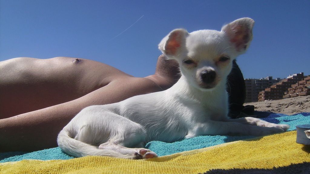 Concursantes Efecto ¡GUAU!... en vacaciones