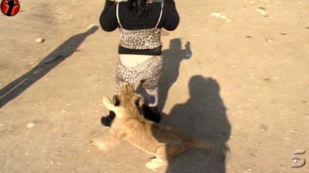 La reportera bautiza como 'Sálvame' y 'Deluxe' a dos llamas