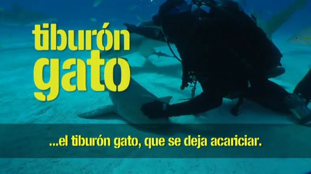Buceo 1: Explorando el terreno con tiburones limón