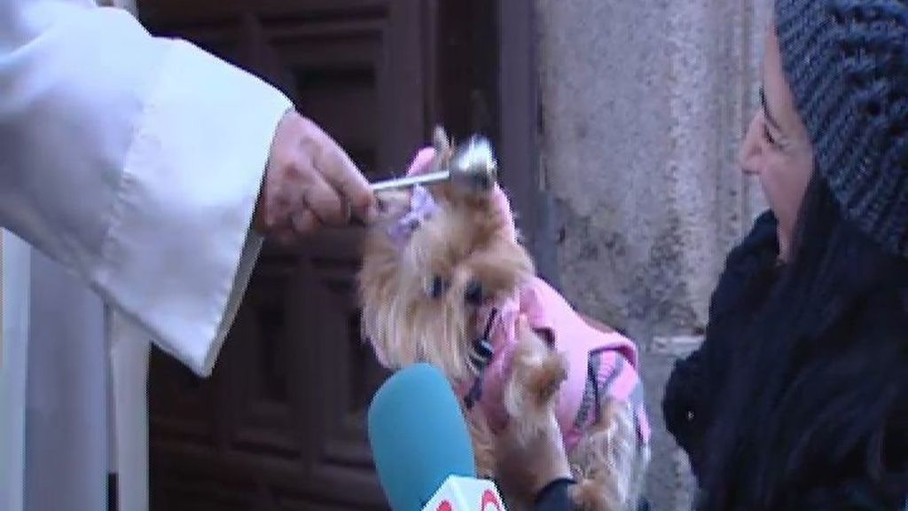 Bendición de mascotas por San Antón