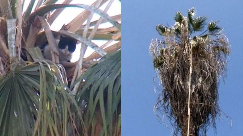 Un gato se queda atrapado en lo alto de una palmera de 20 metros