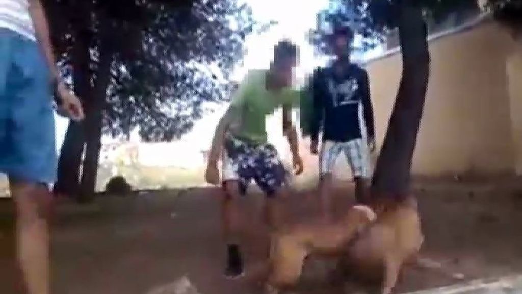 Un vídeo destapa una mafia que organizaba peleas de perros en Alzira