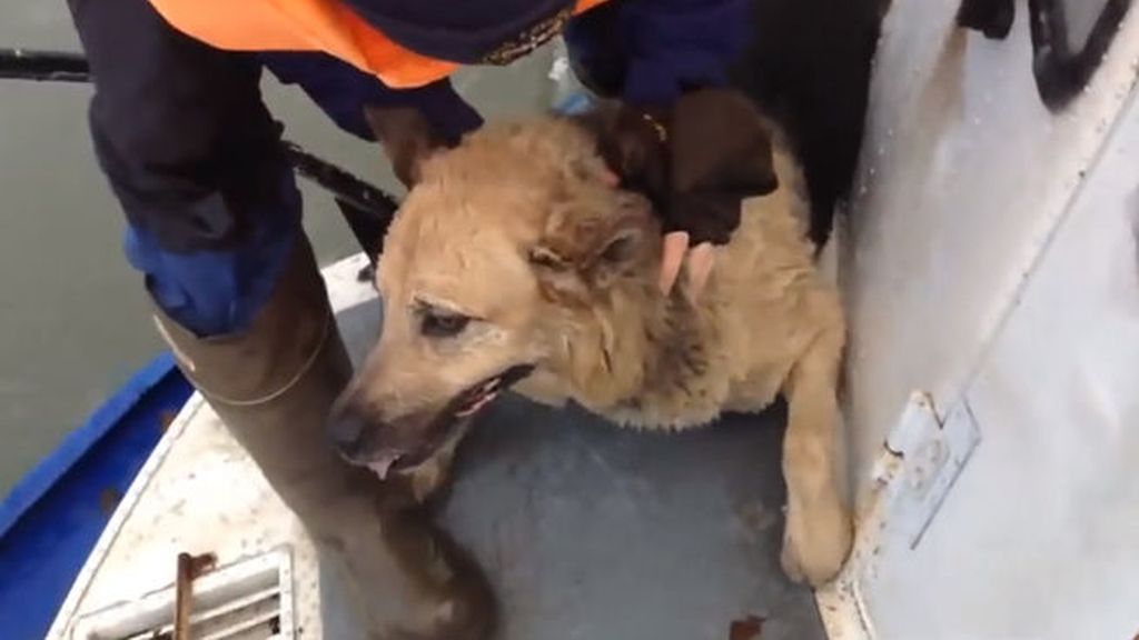 Rescatan a un perro justo antes de morir en un río helado
