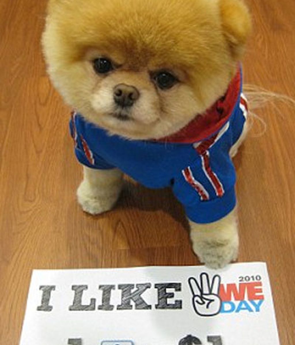 El perro de los dos millones de fans
