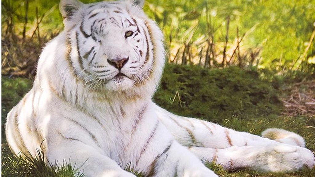 La tigresa Zena no se quedará ciega