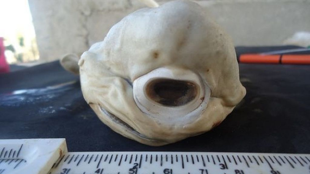 Hallan un tiburón cíclope albino