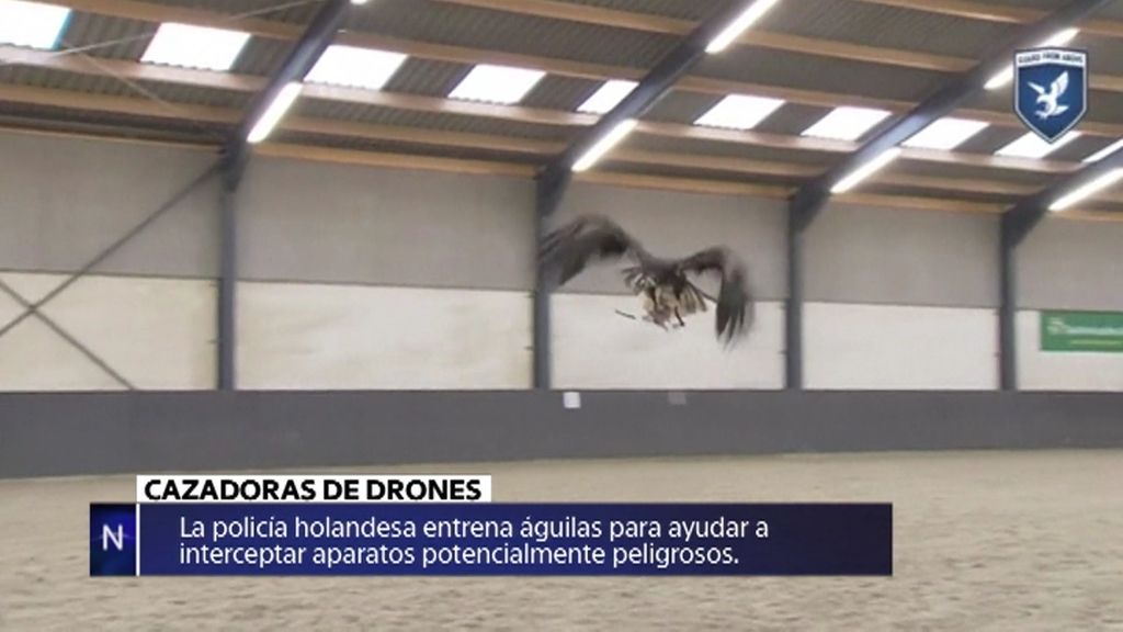 Águilas que interceptan drones o prácticas funerarias insólitas… noticias de la semana