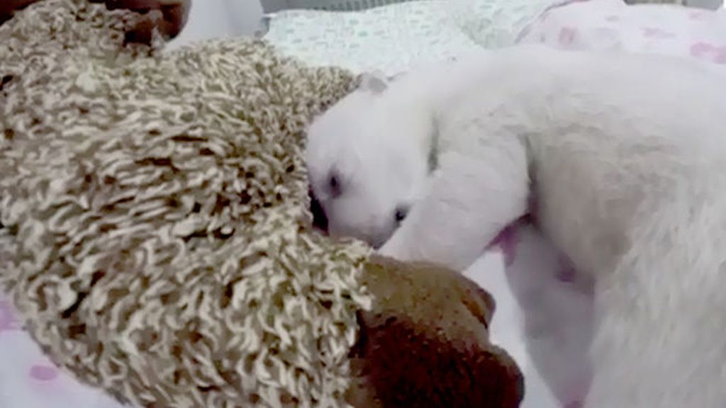 Un bebé de oso polar enternece miles de usuarios de Internet