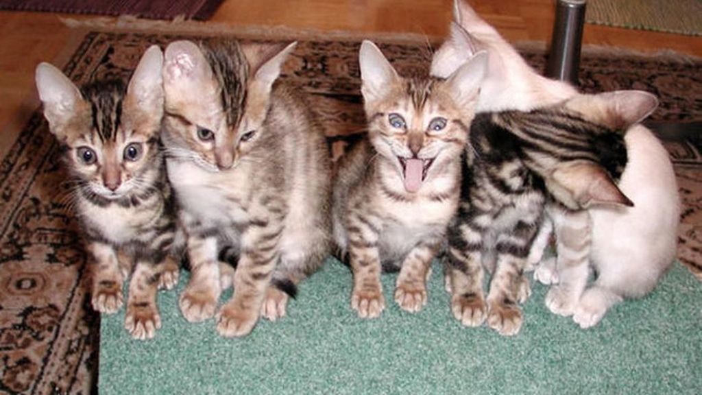 Adorables mascotas