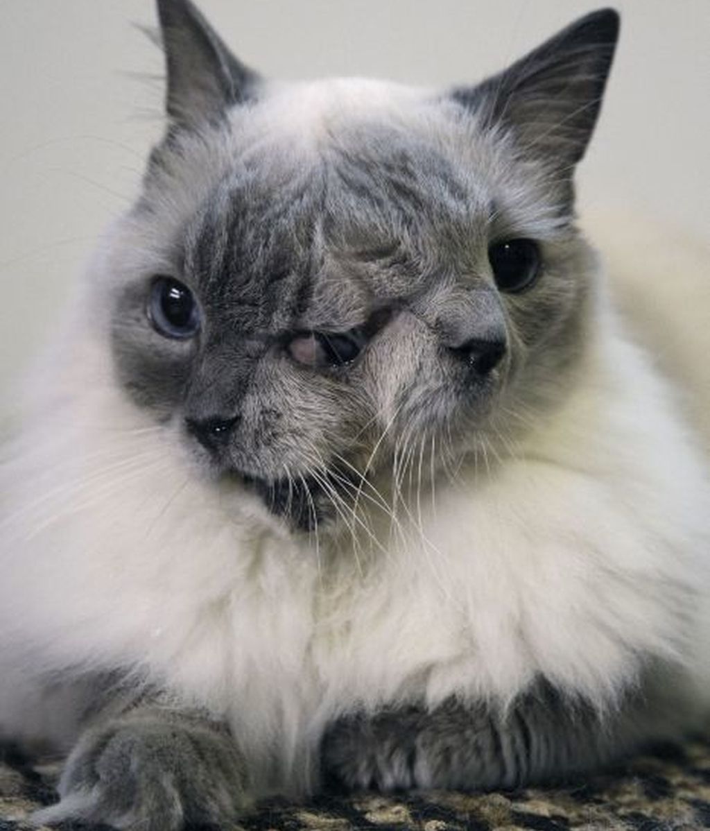 Frank y Louie, el gato con dos caras