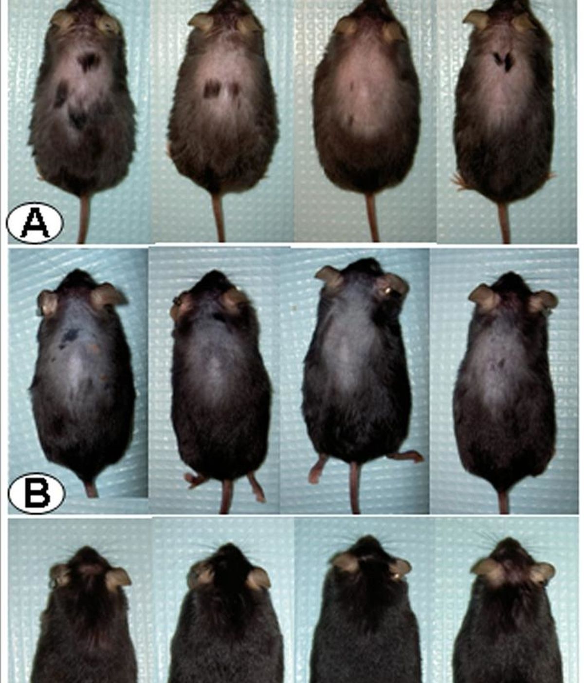 Fotografía cedida por PLoS ONE, en la que se observan las diferentes etapas de ratones usados para adelantar un estudio sobre el efecto de un químico contra el estrés. EFE