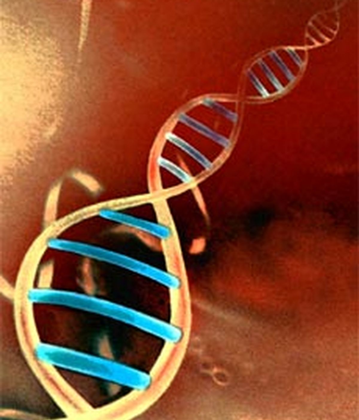El 80% del genoma humano es biológicamente activo