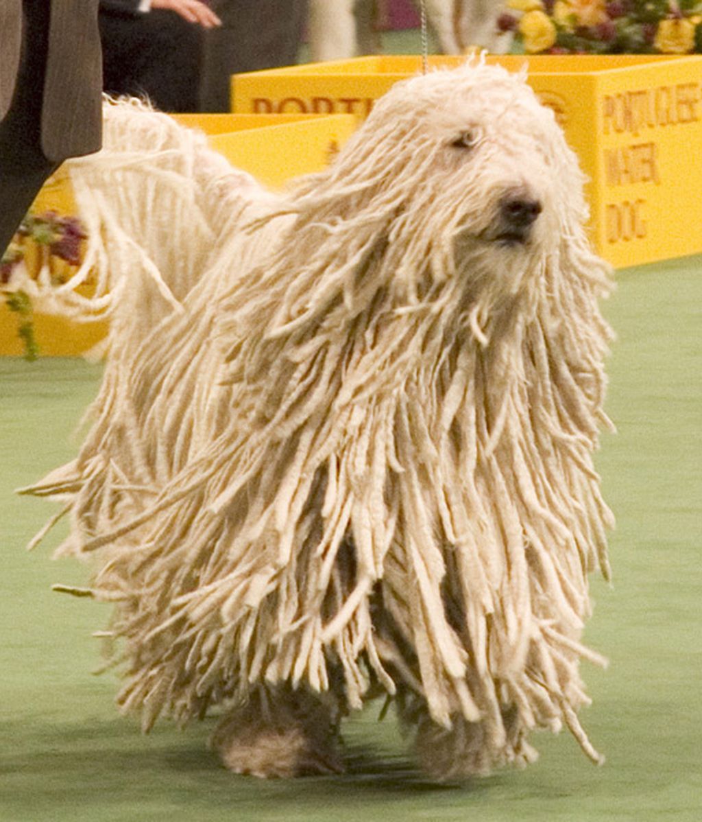 Komondor