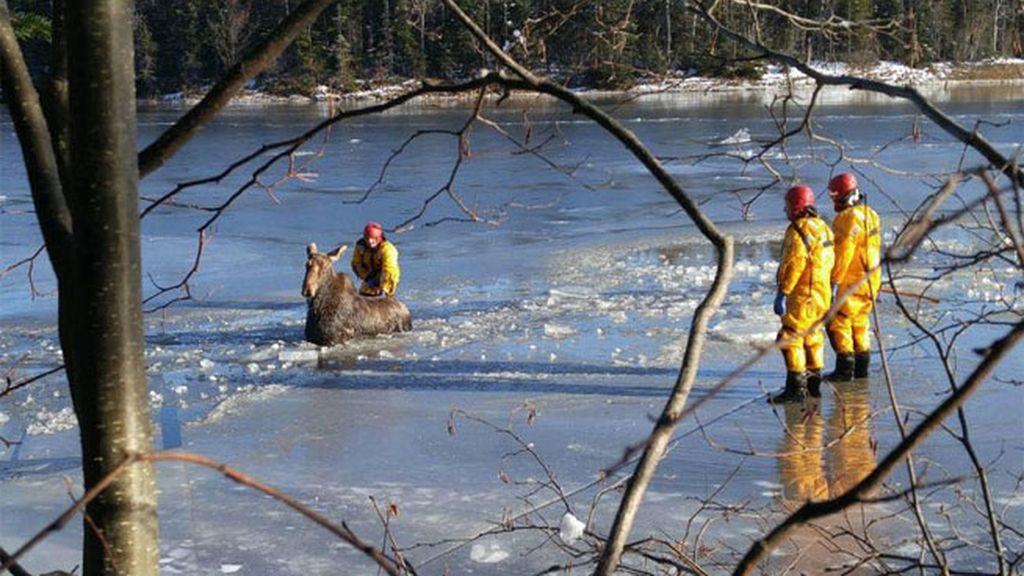 Bomberos canadienses salvan a un alce de morir congelado