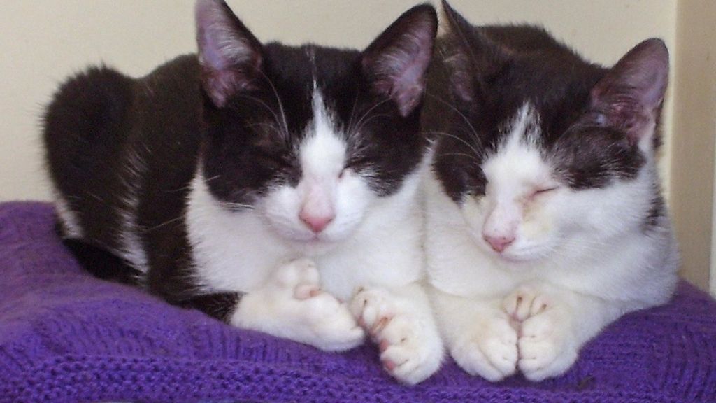 Los gatos de los múltiples dedos Los gatos de los múltiples dedos