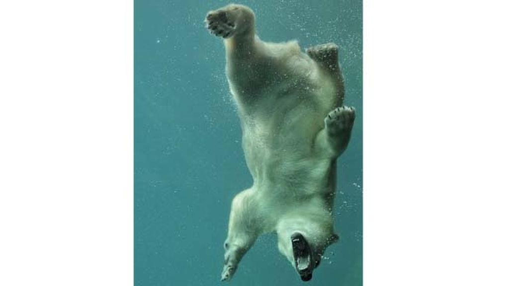 El sorprendente mundo animal