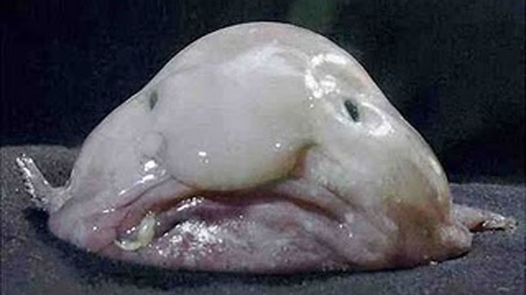 Blobfish