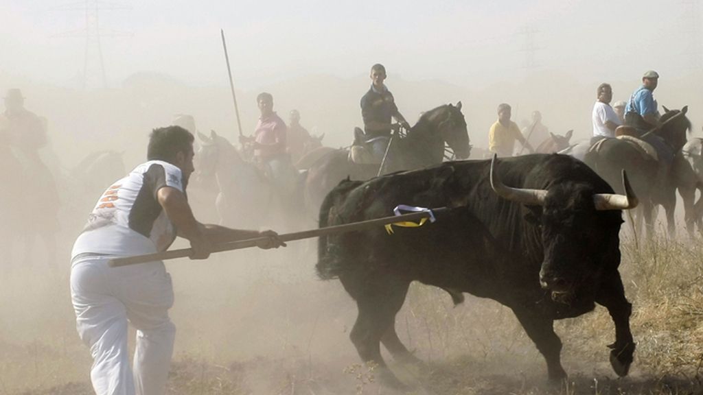 Tordesillas celebra su polémico torneo del Toro de la Vega