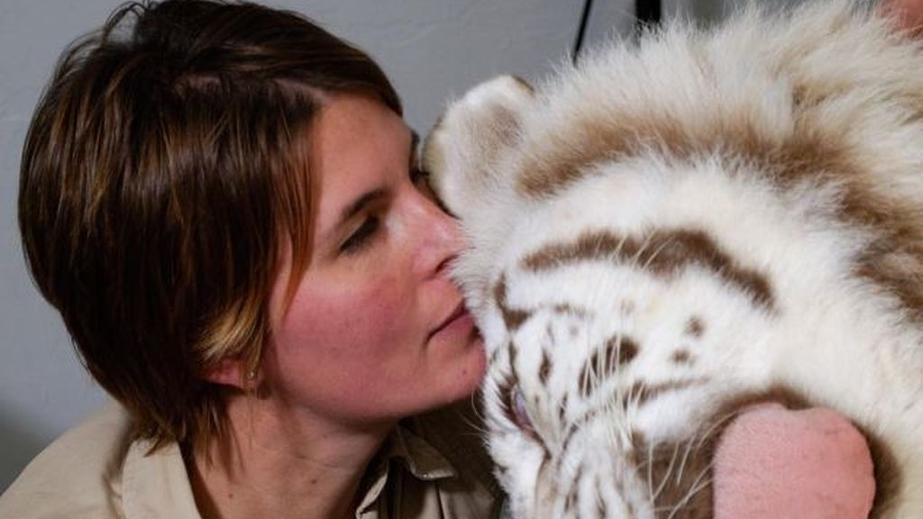 La tigresa Zena no se quedará ciega La tigresa Zena no se quedará ciega