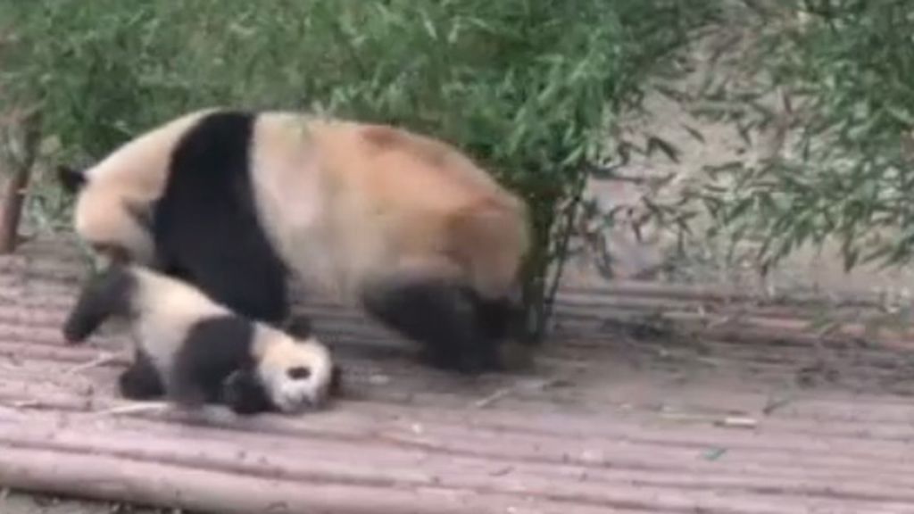 La lucha de una mamá panda por llevar a su cachorro a dormir
