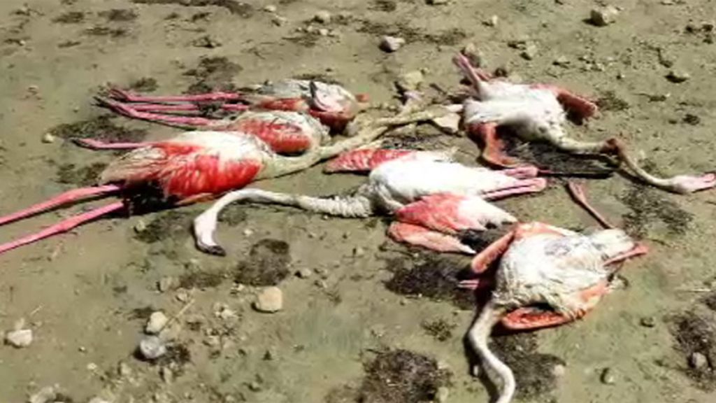 Mueren 286  flamencos en la tormenta de granizo en Albacete