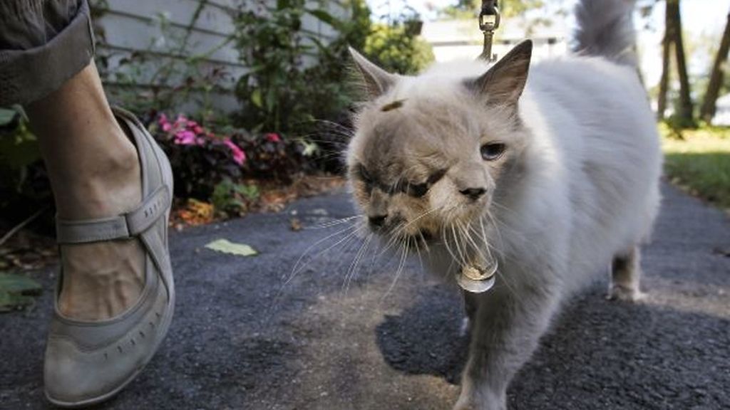Frank y Louie, el gato con dos caras