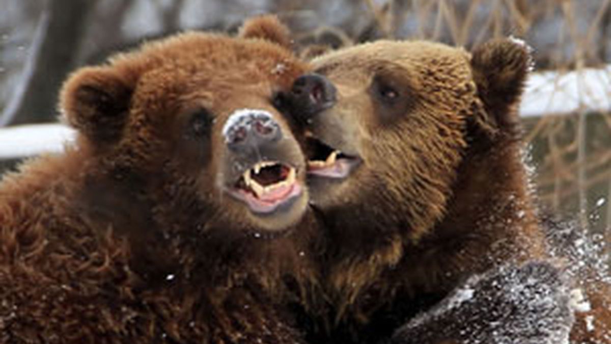 Utilizan a los osos para atraer más turistas FOTO: GTRES