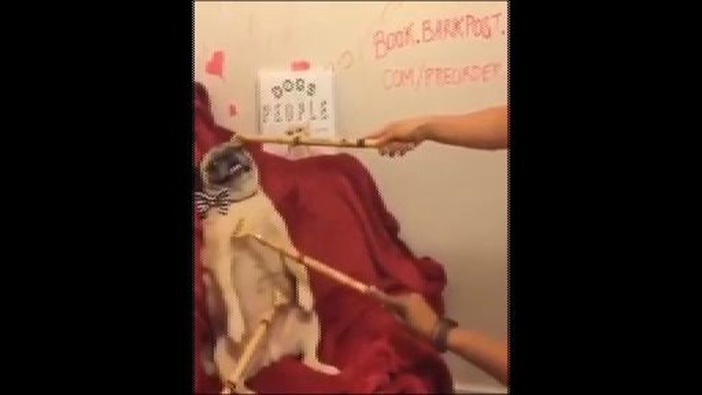 Un pequeño carlino se muestra de lo más relajado mientras disfruta de un masaje