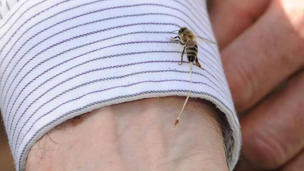 La impresionante foto de una abeja clavando su aguijón