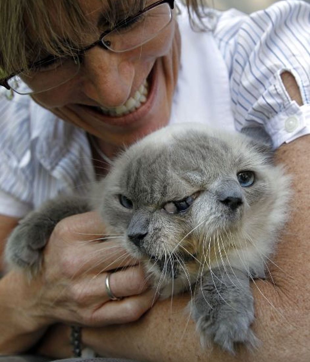 Frank y Louie, el gato con dos caras
