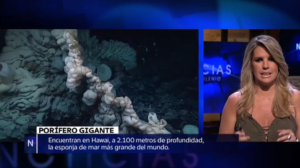 Noticias: La esponja de mar más grande del mundo, la invasión de murciélagos…