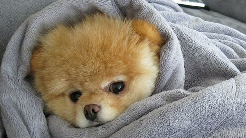 El perro de los dos millones de fans