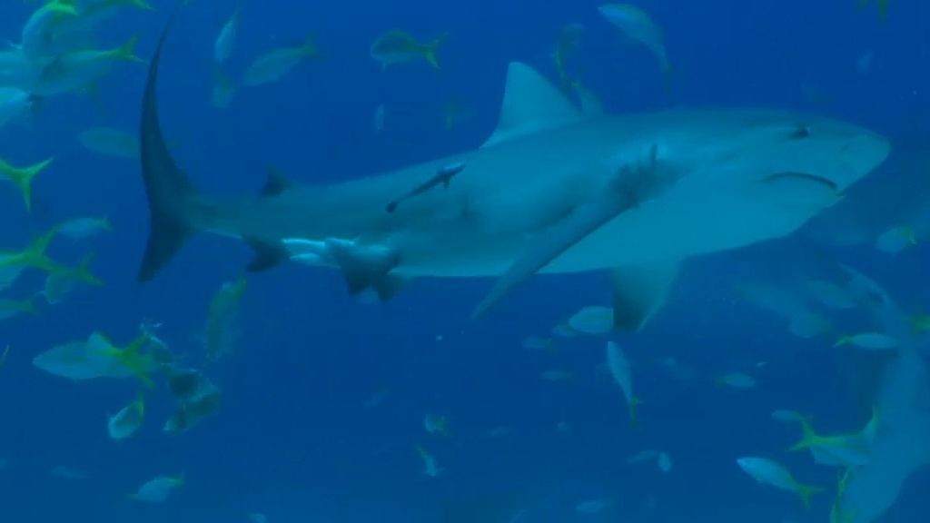 Buceo 2: Tensión con tiburones toro