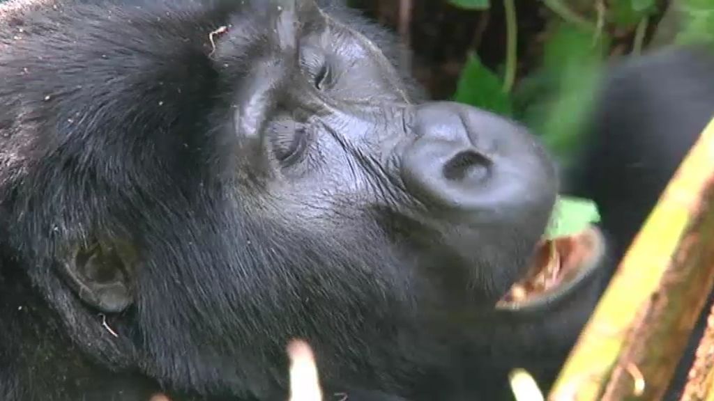 Las mejores fotos de Callejeros Viajeros con los últimos gorilas