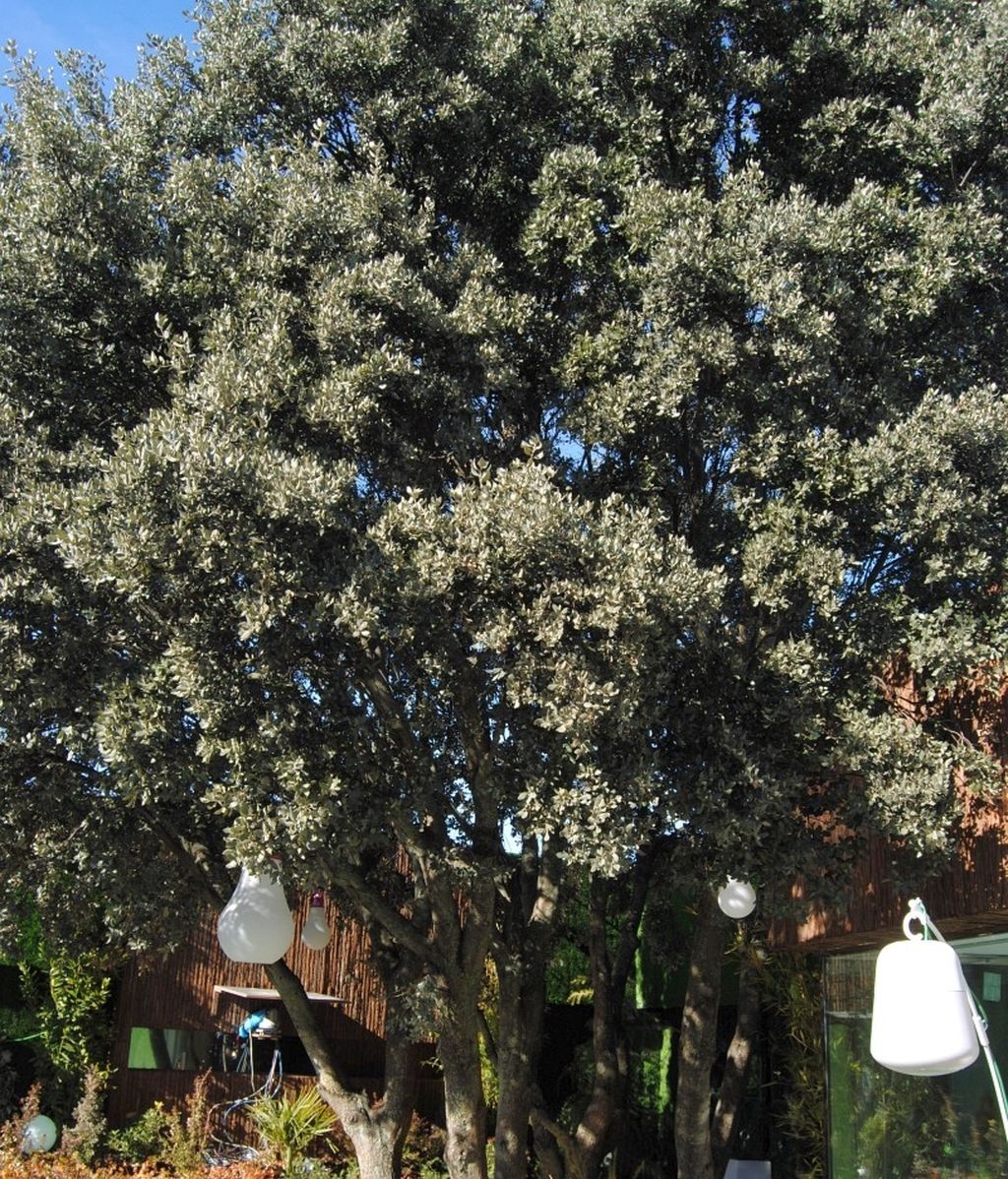 Mercedes Milá nos ha mostrado la casa, en exclusiva