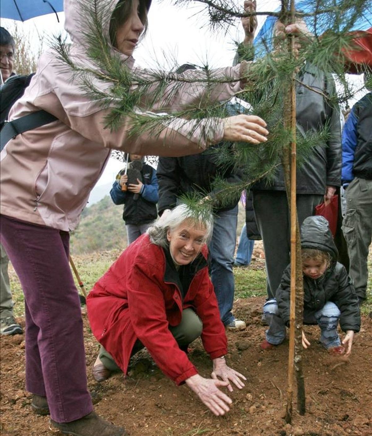 La etóloga británica Jane Goodall (agachada-c), durante una plantación de árboles para reforestar una zona de la sierra de Collserola (Barcelona). EFE/Archivo