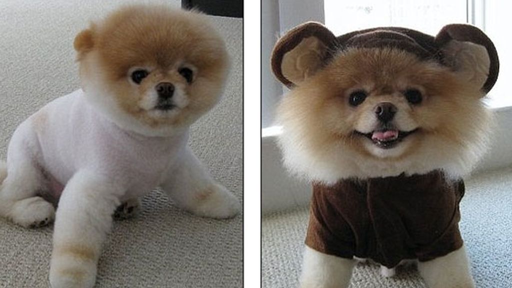 El perro de los dos millones de fans
