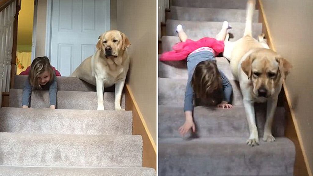 Un labrador le copia la forma de bajar las escaleras a una niña