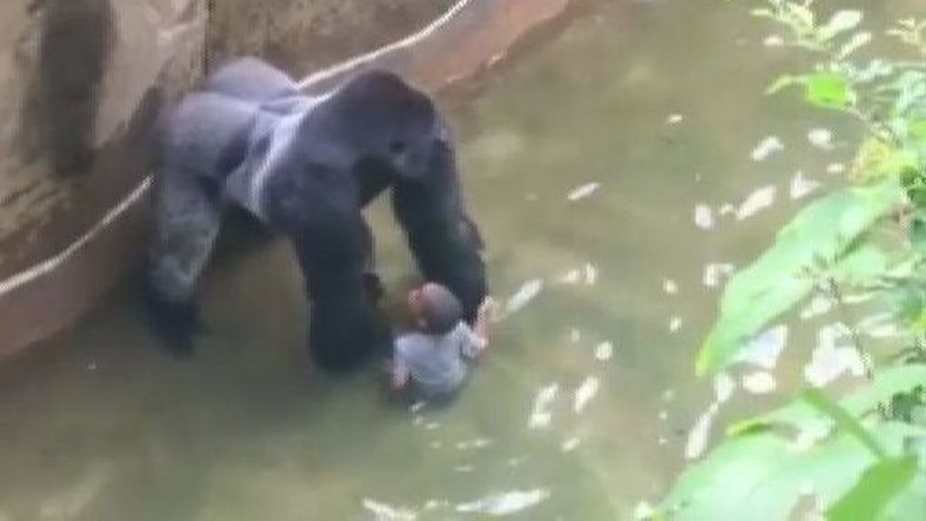 Sin cargos para los padres del niño que cayó al foso de los gorilas