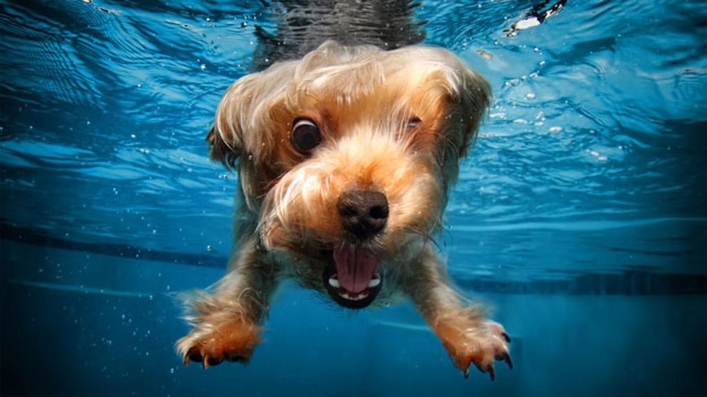 Perros...pasados por agua