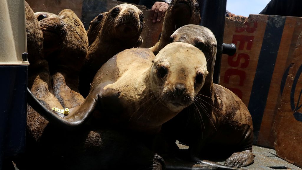 Una ONG peruana devuelve al océano nueve leones marinos
