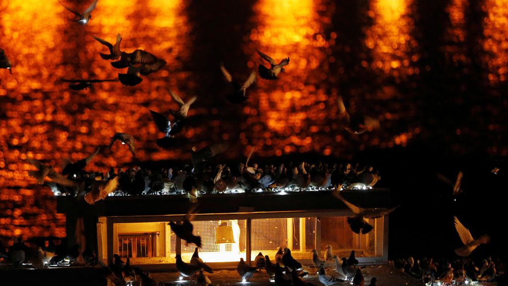 Las palomas mensajeras iluminan la noche de Nueva York