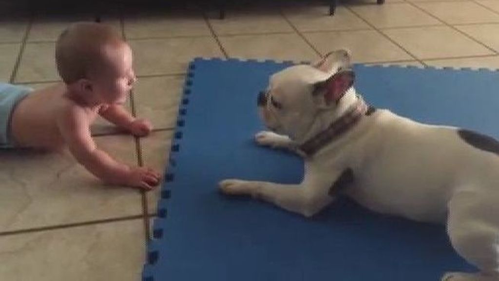 Así entretiene un bulldog francés a su joven amigo de seis meses