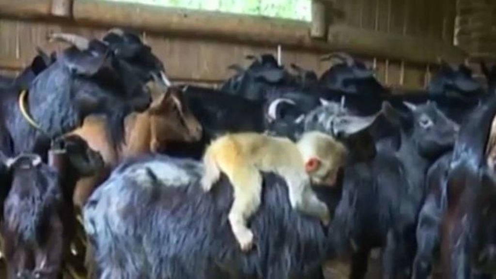 La asombrosa historia de la cabra que adopta a un mono en China