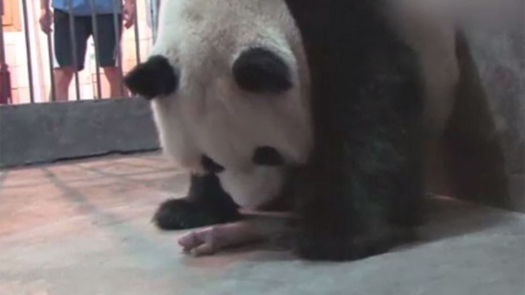 La complicada adaptación de una osa panda y su cría