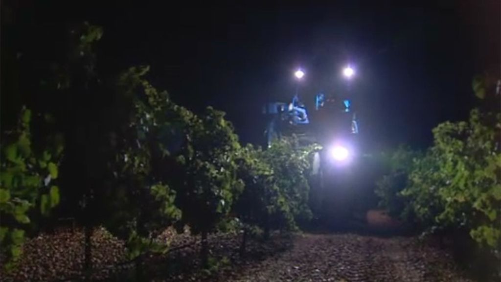 Vendimia nocturna en Rueda