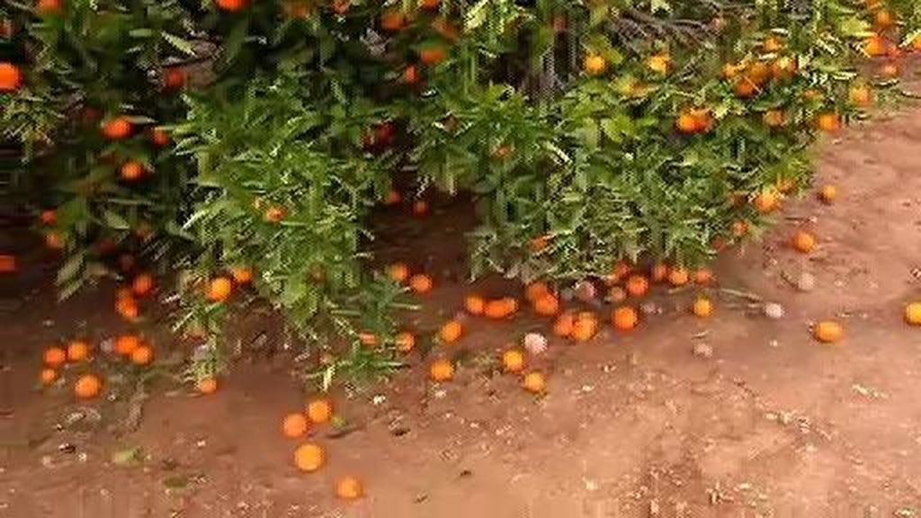 Las lluvias arruinan la cosecha de clementinas en Valencia