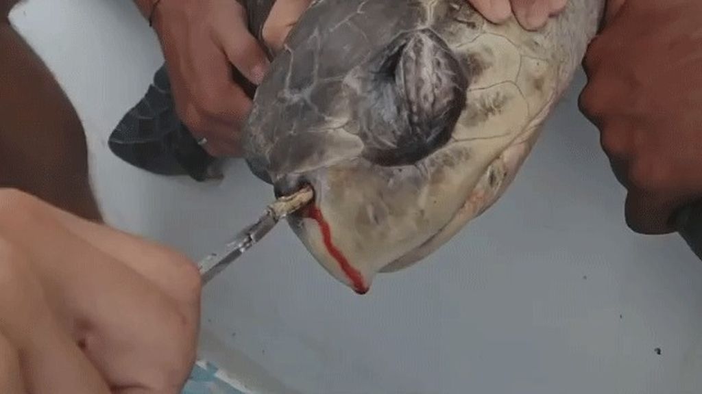 El sufrimiento de una tortuga con una pajita clavada en la nariz
